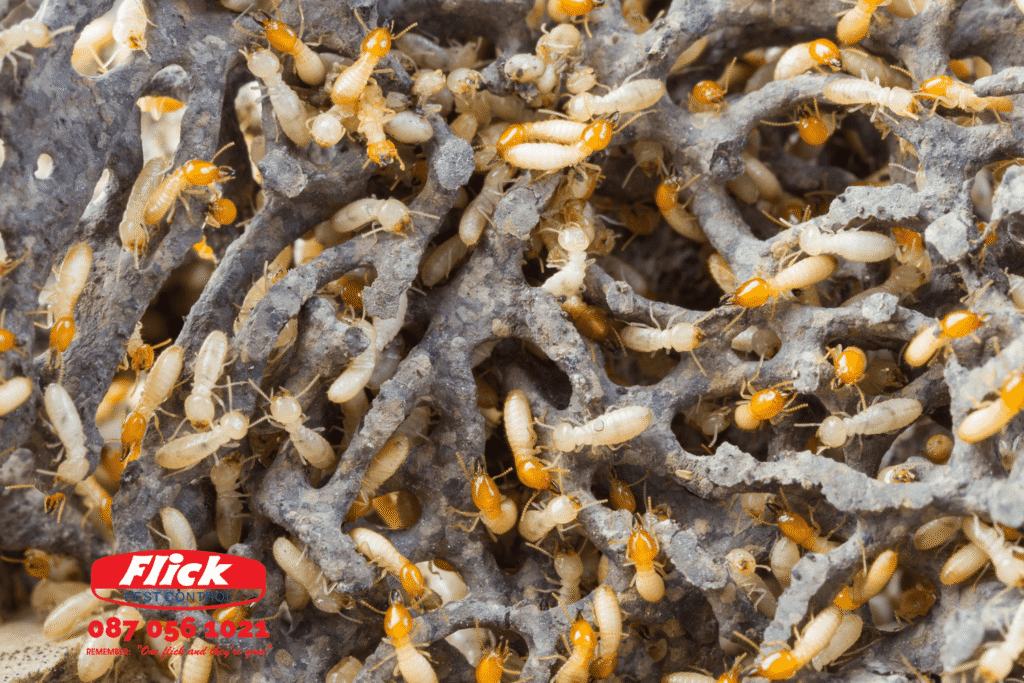 Subteranean termites in a termite mound with the Flick logo on the bottom left hand side of the image