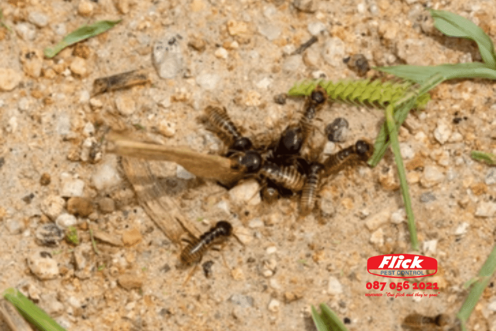 Close up of harvester termites on a lawn with the Flick logo on the bottom right hand side